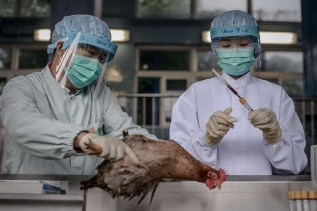 Trung Quốc 20 ca tử vong do nhiễm virus cúm gia cầm H7N9